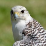 The Star takes flight with WhiteHawk refinancing agreement